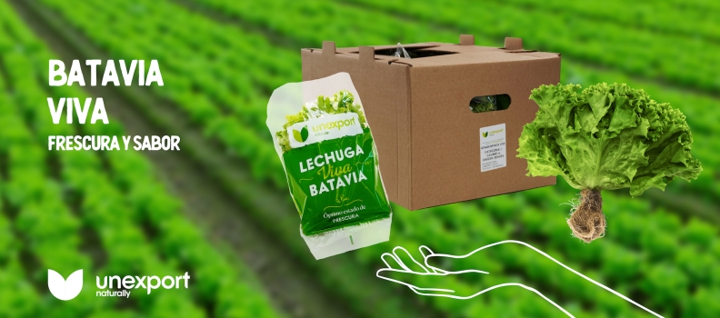 Batavia viva: Frescura y pasión