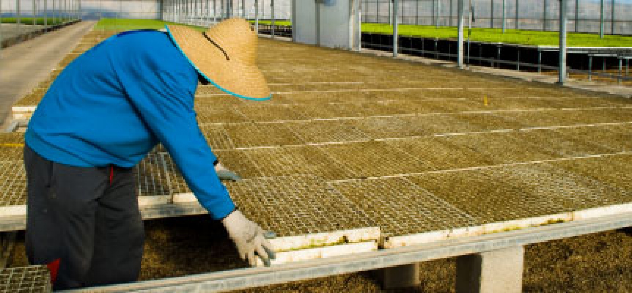 ¿Qué ayudas para jóvenes agricultores existen? Unexport ¿Qué ayudas para jóvenes agricultores existen? Unexport